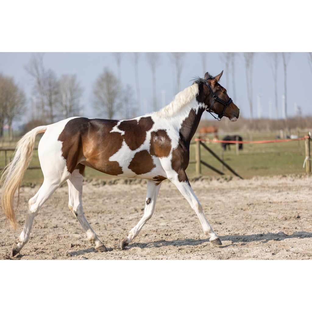 Excellent Horse Hi Gloss Glitter Spray