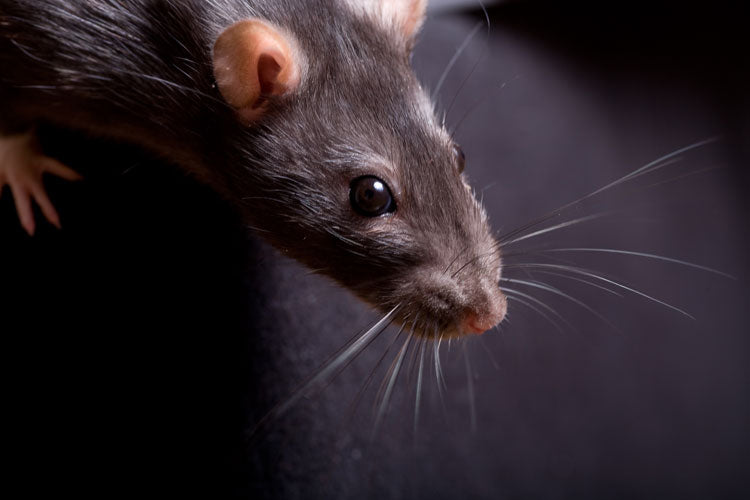 Ratten bestrijden