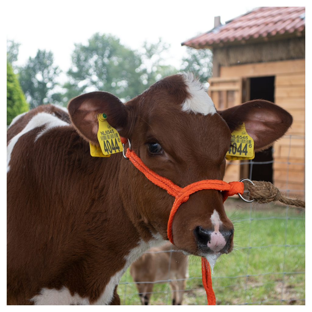 Halster Kalf verstelbaar breed oranje