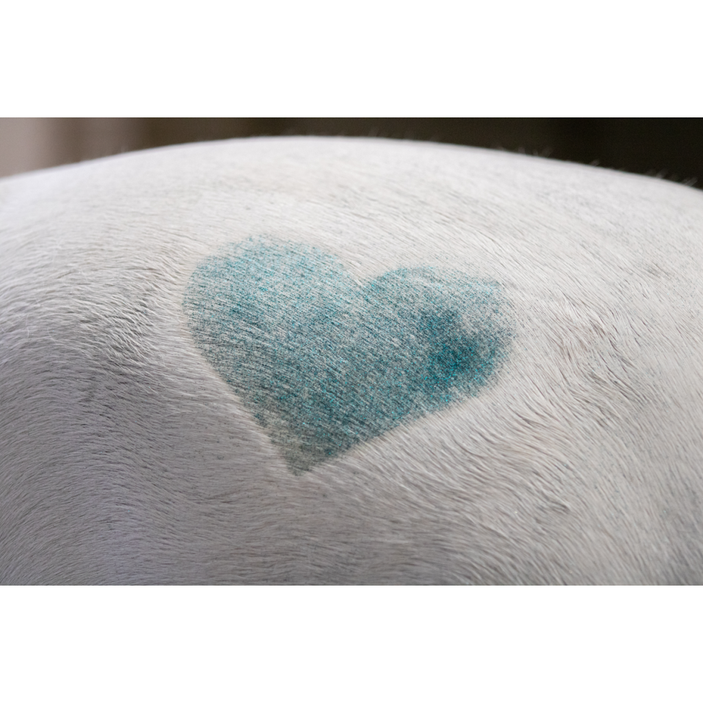 Excellent Horse Hi Gloss Glitter Spray