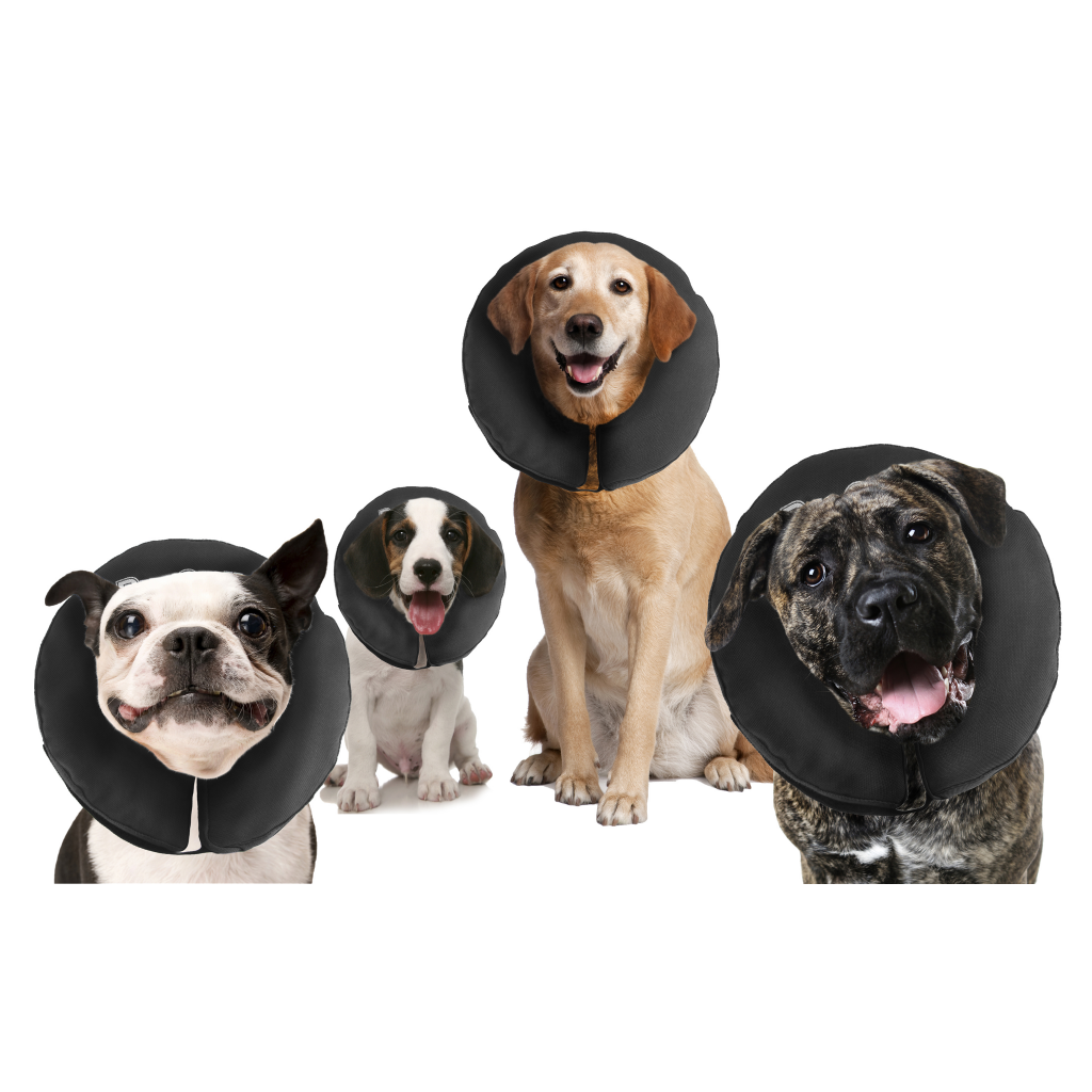 Zenpet ProCollar