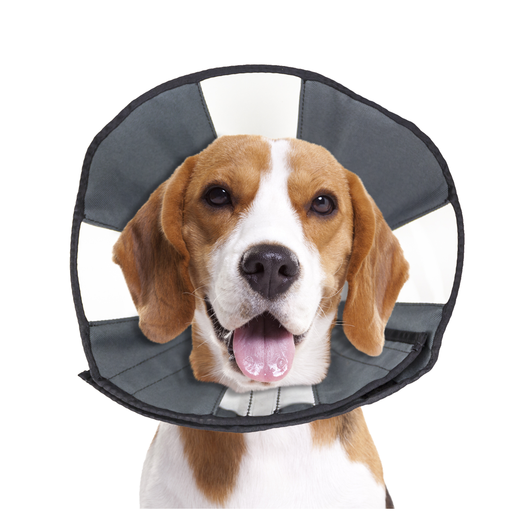 Zenpet Procone