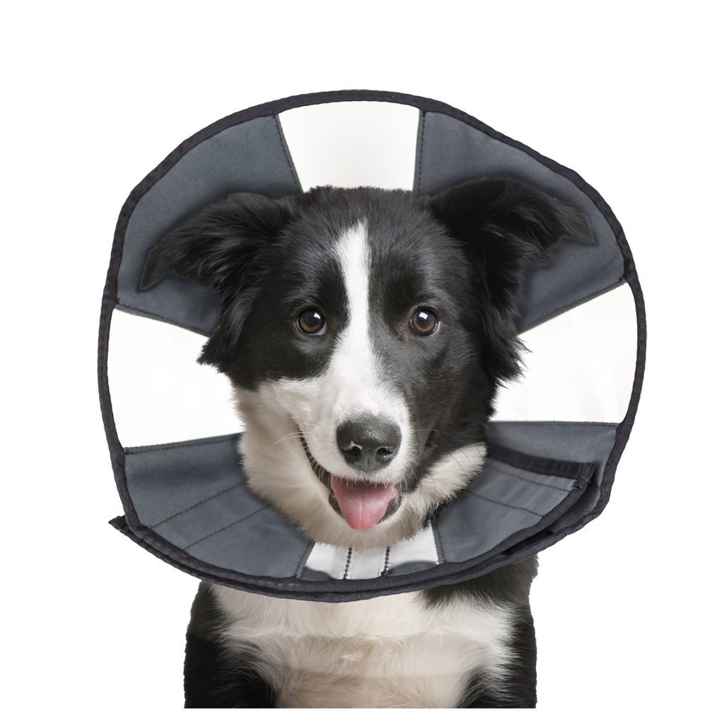 Zenpet Procone