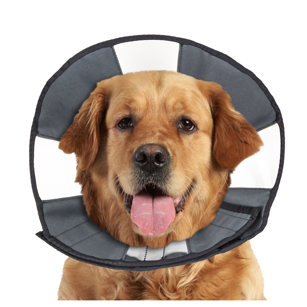 Zenpet Procone